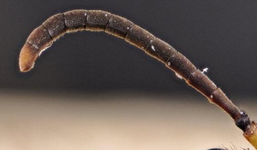 Réf. 268 253 : Cerceris quadricincta corsica